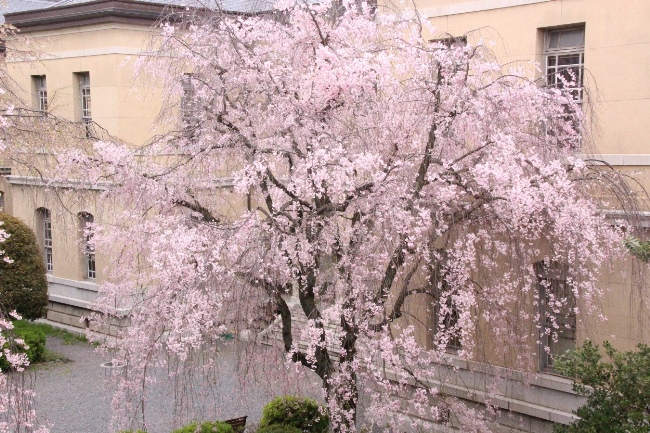 6560-15.4.12八重紅枝垂れ桜　全体　東から.jpg